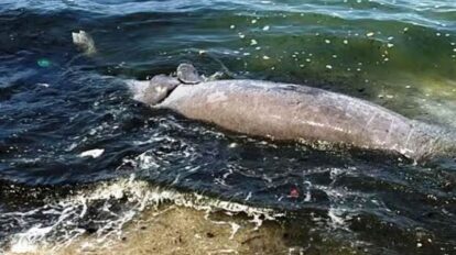Encuentran sin vida a manatí en la orilla del Lago de Maracaibo