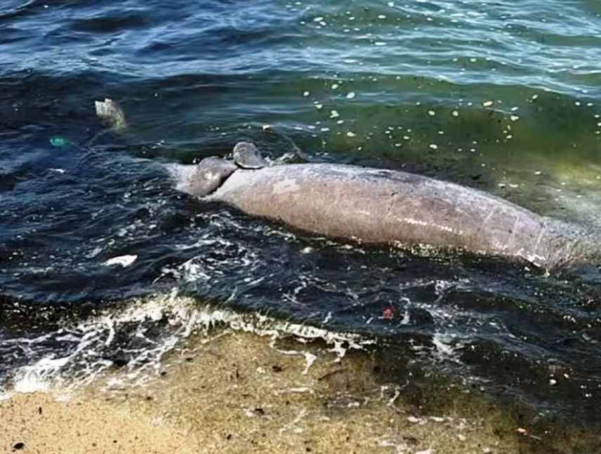 Encuentran sin vida a manatí en la orilla del Lago de Maracaibo