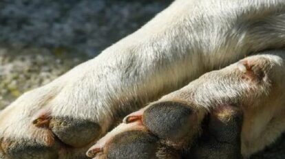 Denuncian fallecimiento de siete perros en Falcón