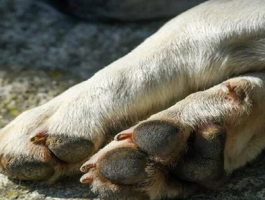 Denuncian fallecimiento de siete perros en Falcón