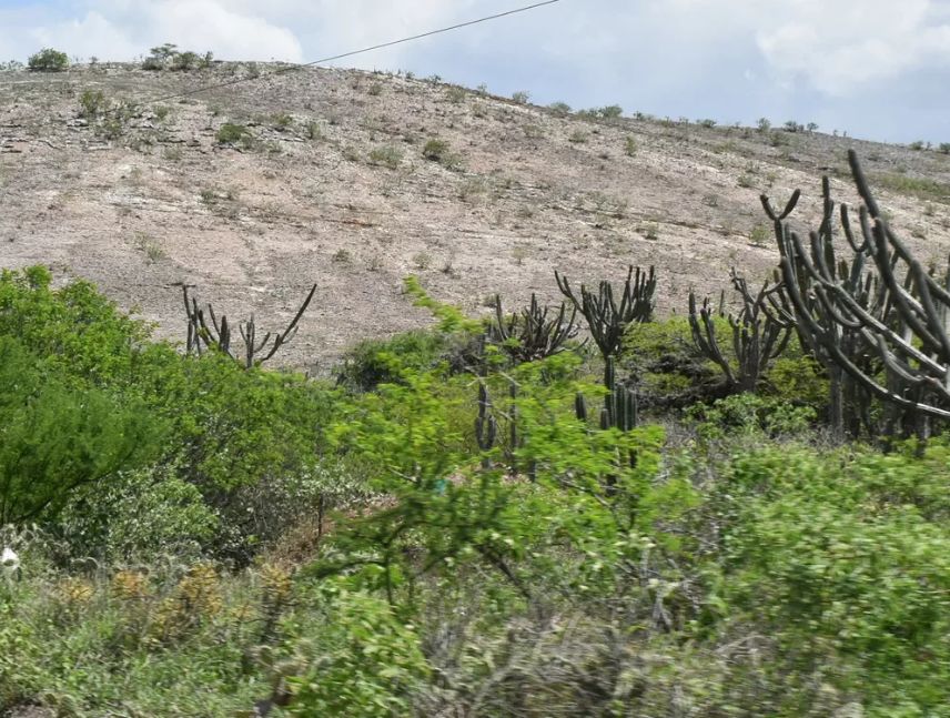Refuerzan inspecciones en Lara para combatir delitos ambientales