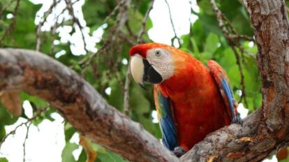 Venezuela e India acuerdan plan de conservación de la fauna silvestre