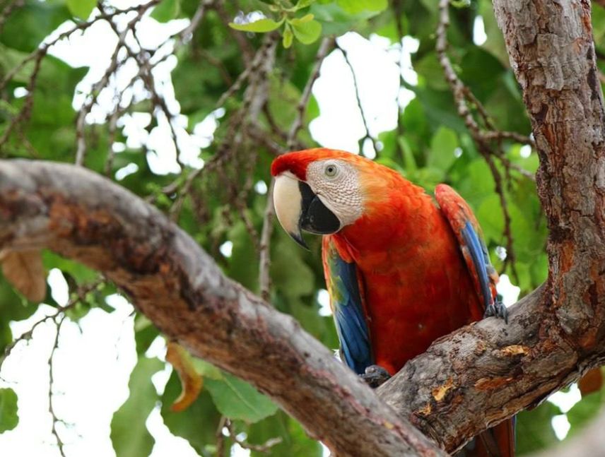 Venezuela e India acuerdan plan de conservación de la fauna silvestre