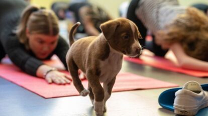 Realizarán jornada de Puppy Yoga con fines benéficos