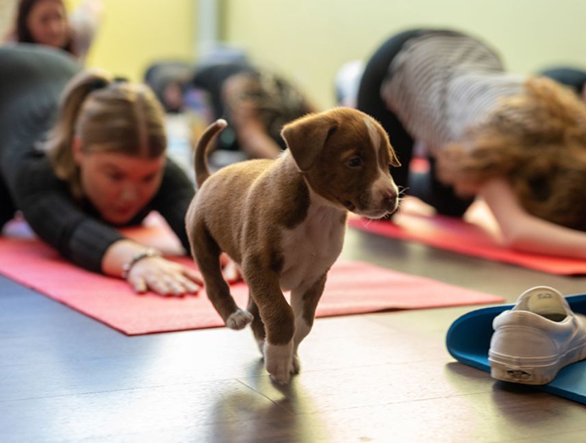 Realizarán jornada de Puppy Yoga con fines benéficos