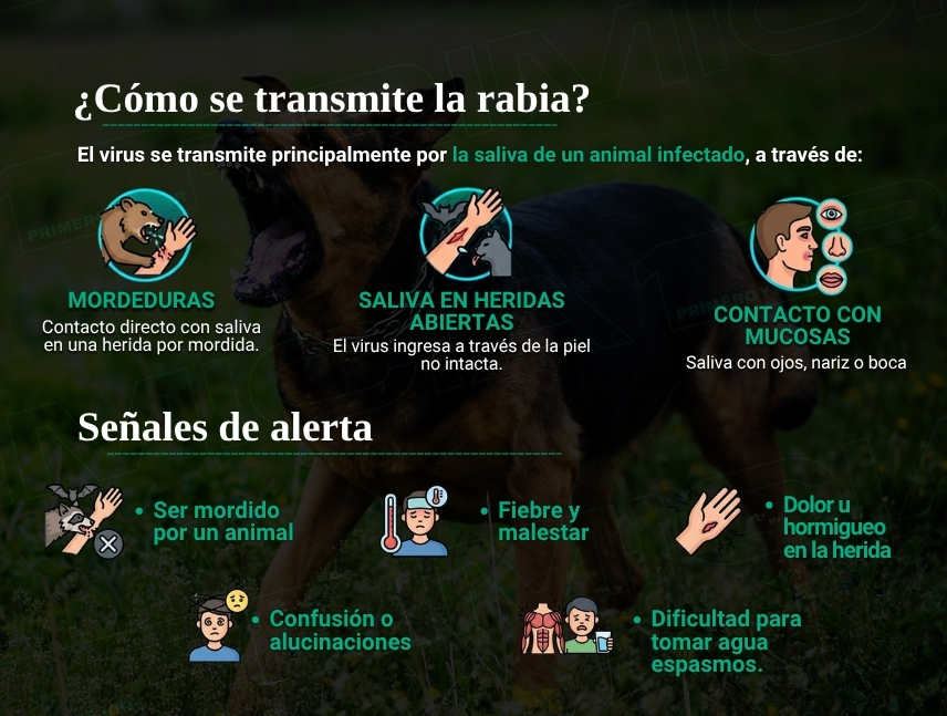 señales de alerta rabia humana