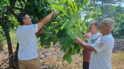 Evalúan tratamientos agroecológicos
