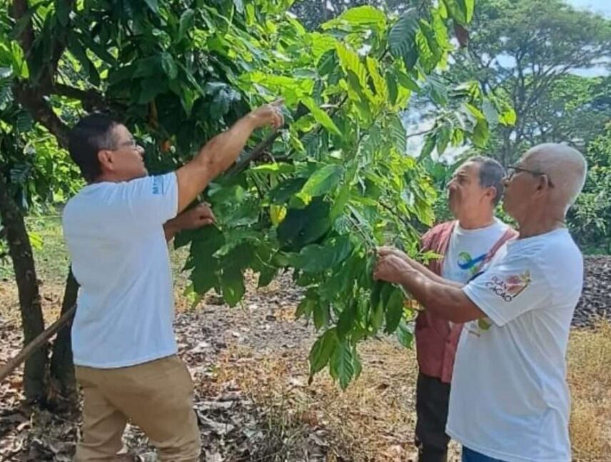 Evalúan tratamientos agroecológicos